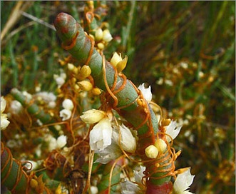 Cuscuta pacifica