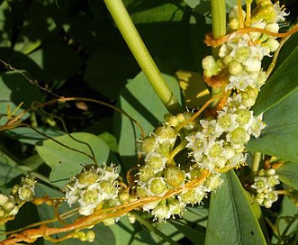 Cuscuta pentagona