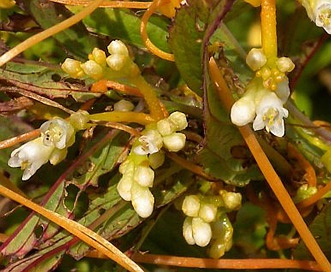 Cuscuta polygonorum