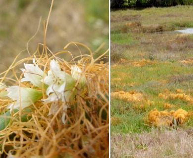 Cuscuta salina