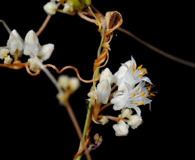 Cuscuta tuberculata