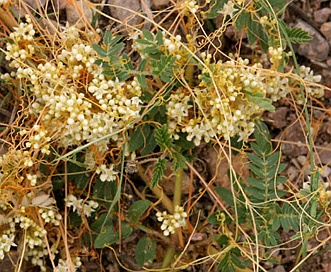 Cuscuta umbellata