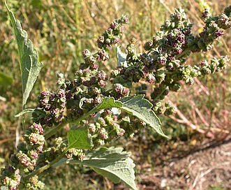 Cyclachaena xanthiifolia