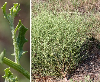 Cycloloma atriplicifolium