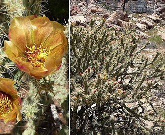 Cylindropuntia acanthocarpa