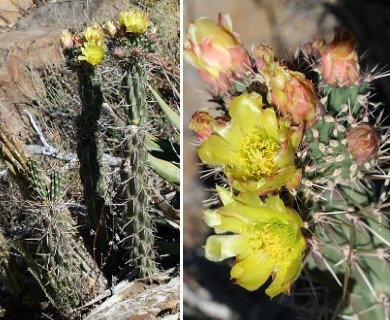 Cylindropuntia californica