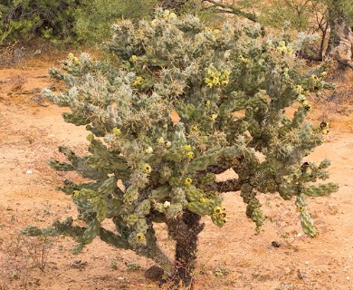 Cylindropuntia cholla