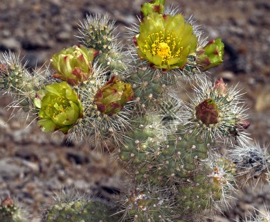 Cylindropuntia echinocarpa