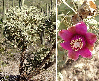 Cylindropuntia fulgida