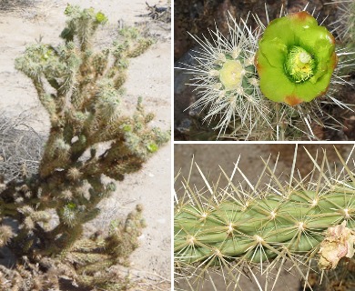 Cylindropuntia ganderi