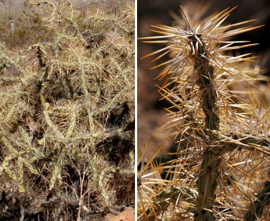 Cylindropuntia molesta