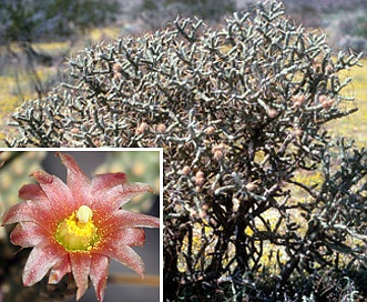 Cylindropuntia ramosissima