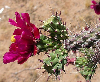 Cylindropuntia spinosior