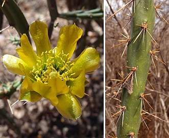 Cylindropuntia thurberi