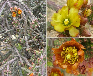 Cylindropuntia versicolor