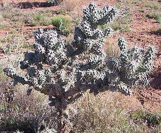 Cylindropuntia whipplei