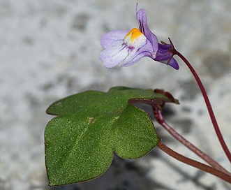 Cymbalaria muralis