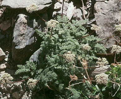 Cymopterus aboriginum