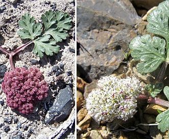 Cymopterus corrugatus