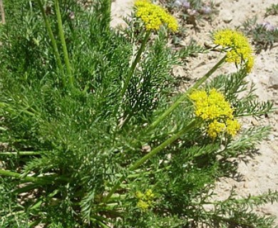 Cymopterus hendersonii