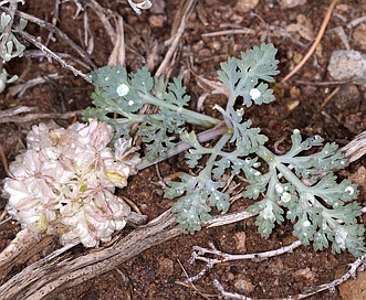 Cymopterus ibapensis