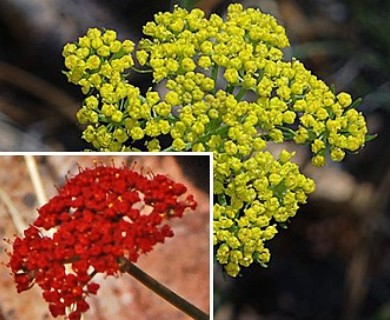 Cymopterus lemmonii