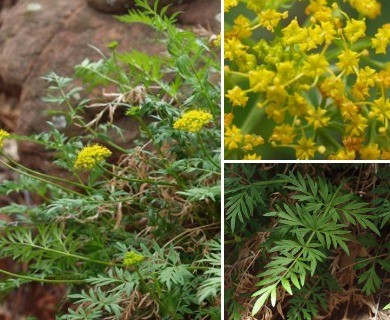 Cymopterus macdougalii