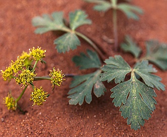 Cymopterus newberryi