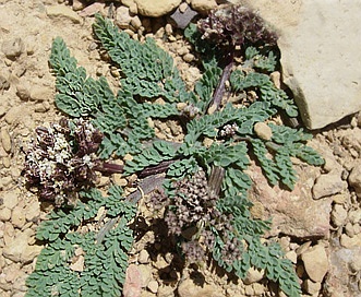 Cymopterus nivalis