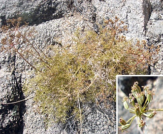 Cymopterus panamintensis