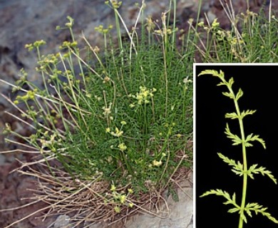 Cymopterus petraeus