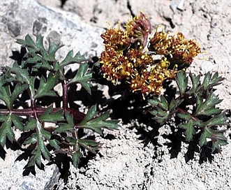 Cymopterus purpureus