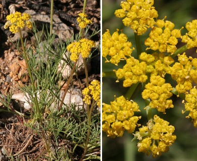 Cymopterus spellenbergii