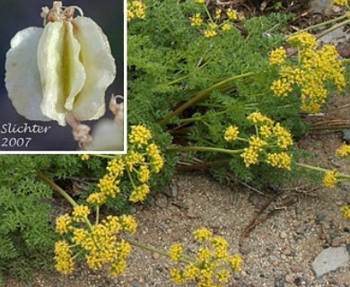 Cymopterus terebinthinus