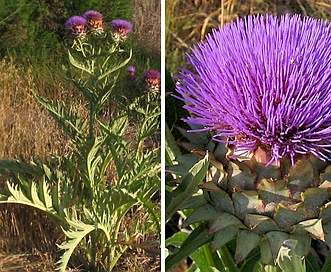 Cynara cardunculus