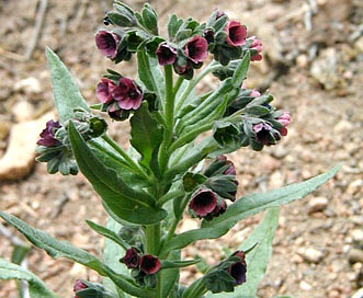 Cynoglossum officinale