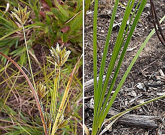 Cyperus X mesochorus