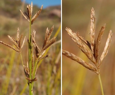 Cyperus articulatus