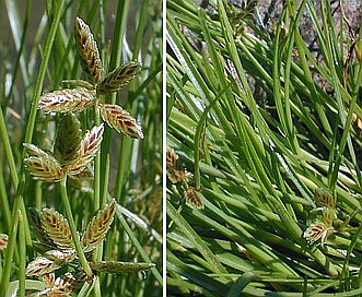 Cyperus bipartitus