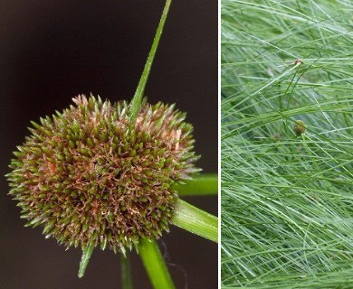 Cyperus blepharoleptos