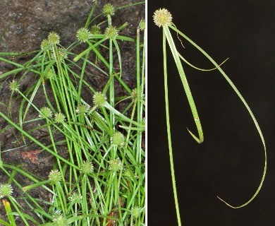 Cyperus brevifolioides