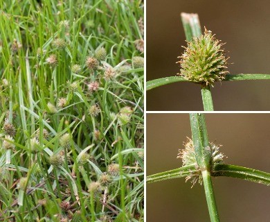 Cyperus brevifolius