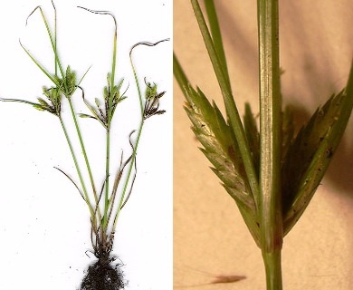 Cyperus compressus