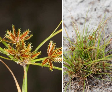 Cyperus cuspidatus