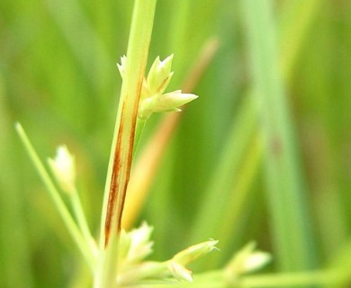 Cyperus dentatus