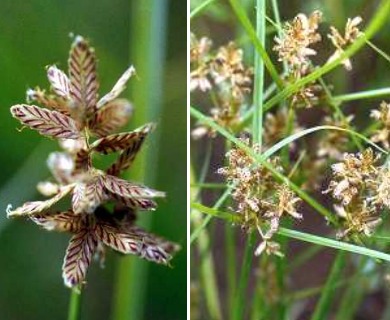 Cyperus diandrus