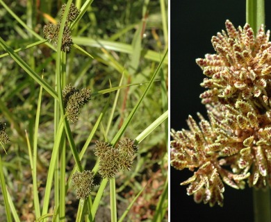 Cyperus difformis