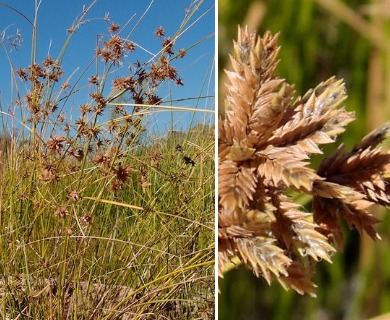 Cyperus elegans