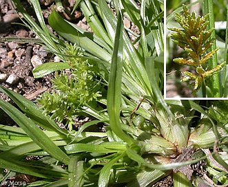 Cyperus erythrorhizos