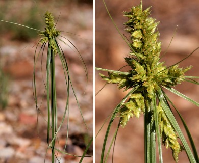 Cyperus fendlerianus